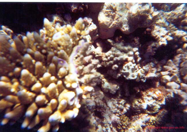 Great Barrier Reef 19