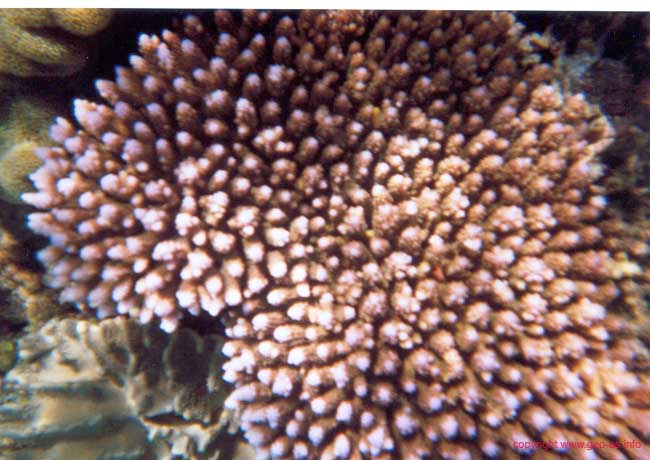 Great Barrier Reef 26