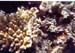 Great Barrier Reef 19