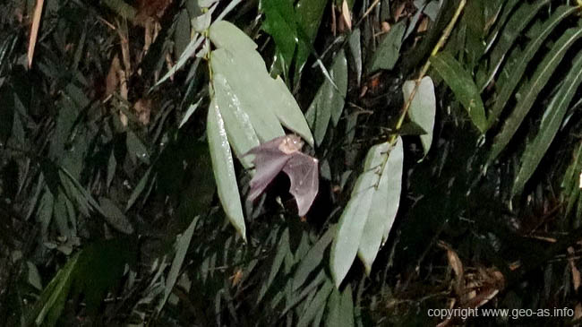 DSC00209a