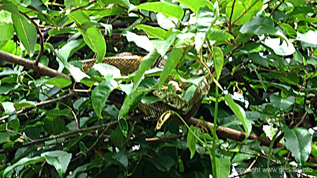 DSC00352a