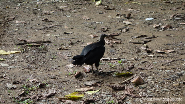 DSC00421