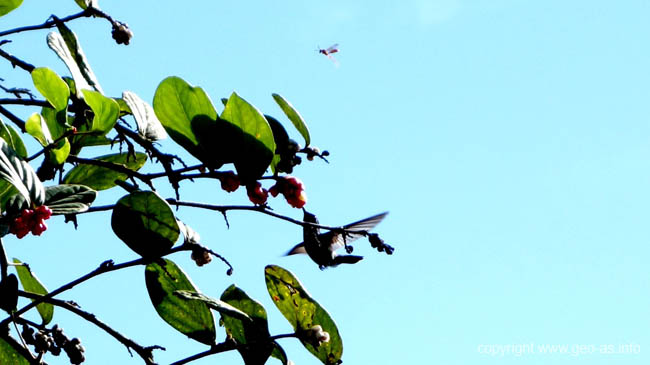 DSC01004a