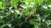 DSC00352a