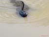 Bild 1731