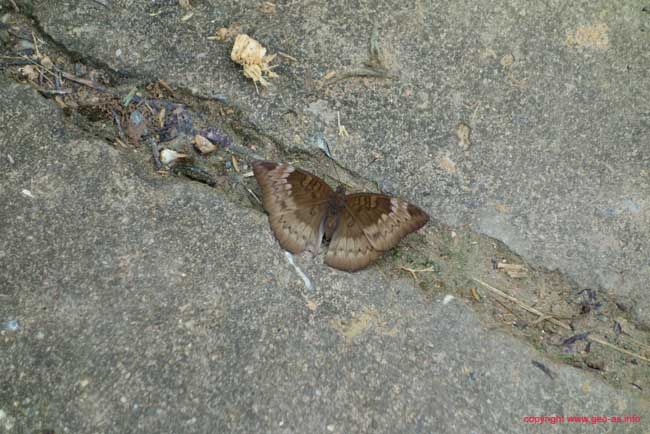 DSC04545