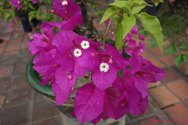 DSC06001